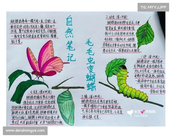 如何在蝴蝶平原实施有效保护措施守护自然奇观 如何在蝴蝶平原实施有效保护措施守护自然奇观