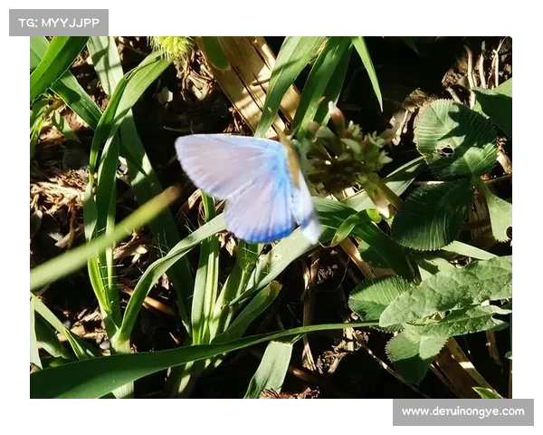 摆脱束缚走向自由生活：如何告别办公室，开启无拘无束的人生新篇章